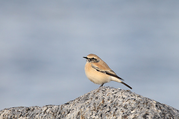 Desert Wheatear