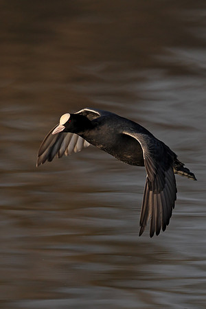 Coot