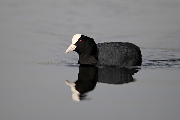Coot