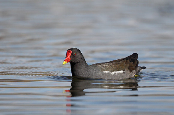 Moorhen