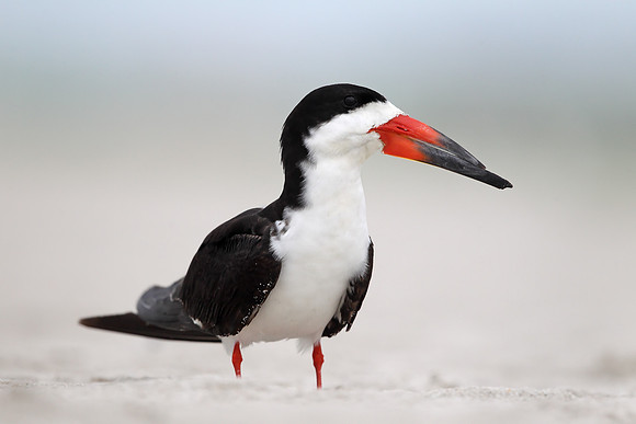 Black Skimmer