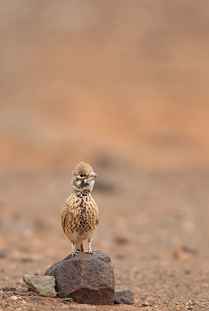 Thick-billed Lark
