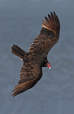 Turkey Vulture