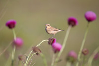 Isabelline Wheatear