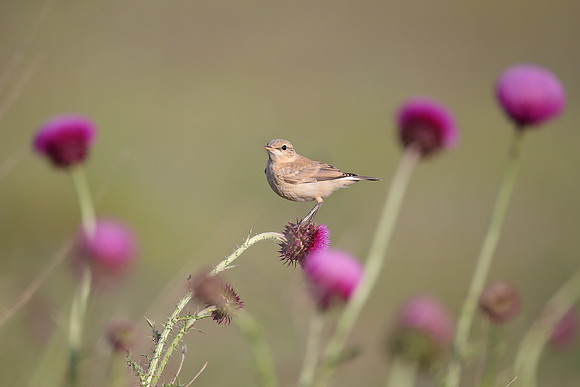 Isabelline Wheatear