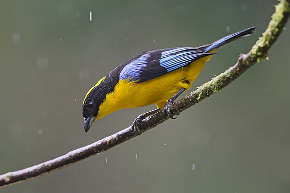 Blue-winged Mountain Tanager