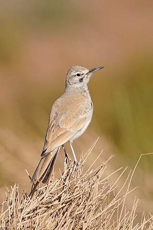Greater Hoopoe-lark