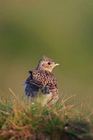 Skylark