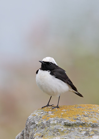 Pied Wheatear