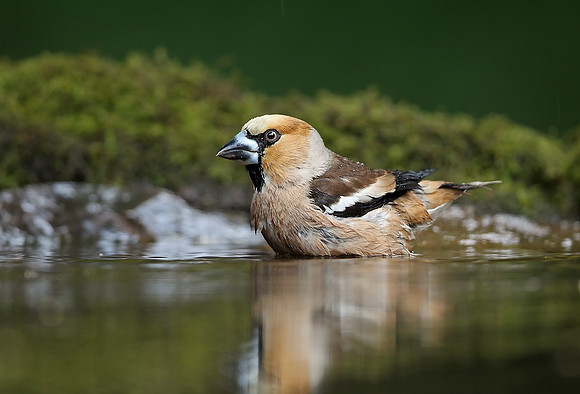 Hawfinch