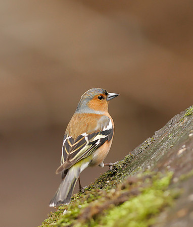 Chaffinch