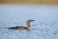 Red-throated Diver