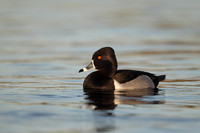 Ring-necked Duck