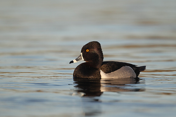 Ring-necked Duck