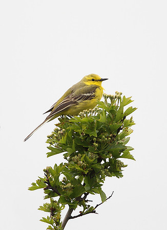 Yellow Wagtail