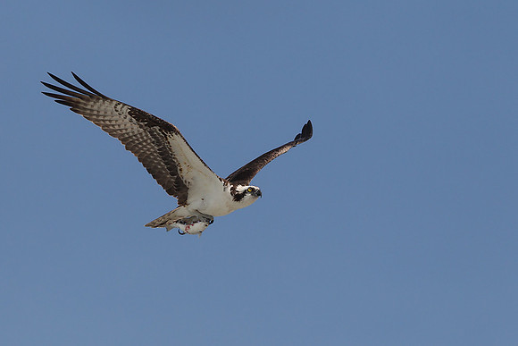 Osprey