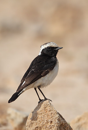 Cyprus Pied Wheatear