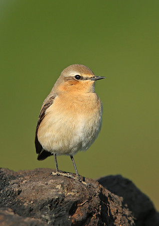 Northern Wheatear