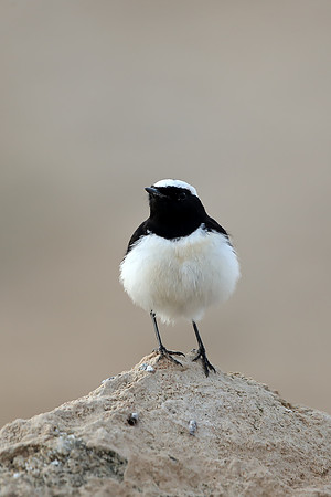 Cyprus Wheatear