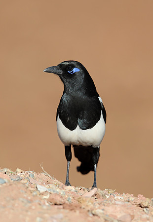 Magpie