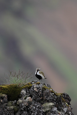 Golden Plover