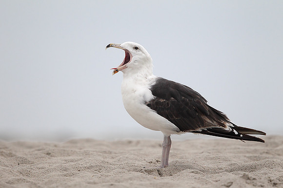 Great Black-backed Gull