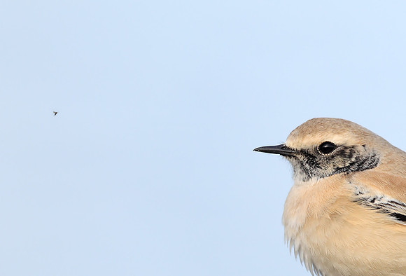 Desert Wheatear