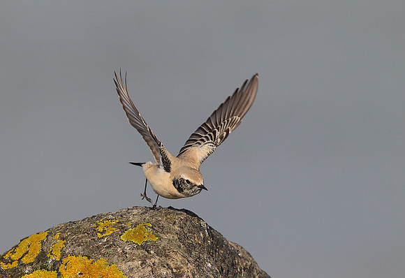 Desert Wheatear