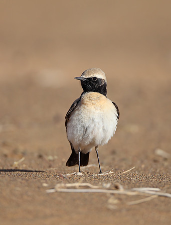 Desert Wheatear
