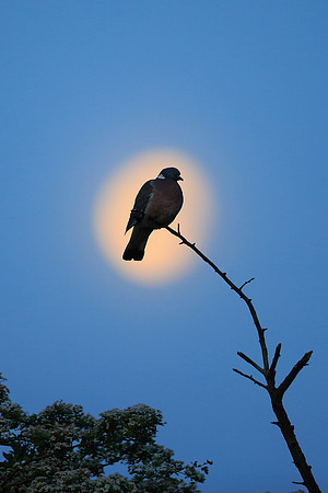 Woodpigeon
