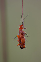 Soldier Beetles