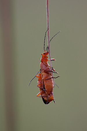 Soldier Beetles