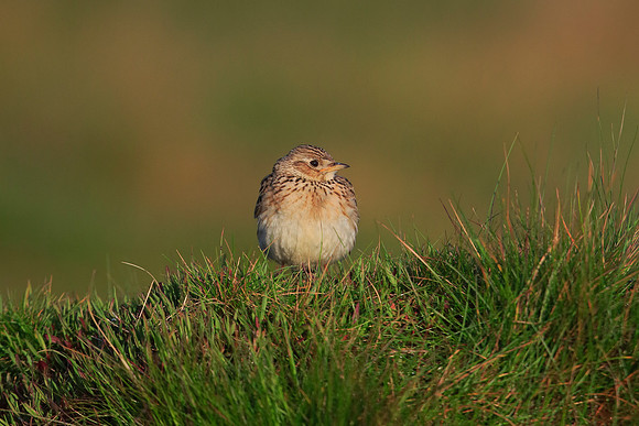 Skylark
