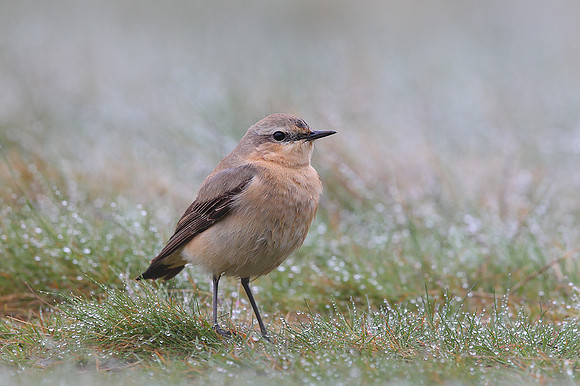 ​Northern Wheatear