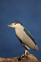 Black-crowned Night Heron