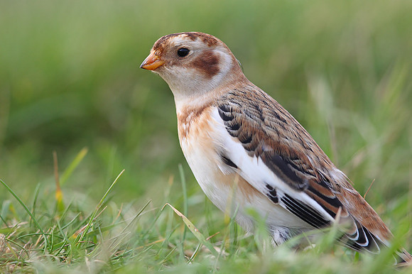 Snow Bunting