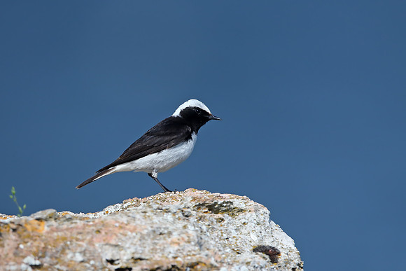 Pied Wheatear