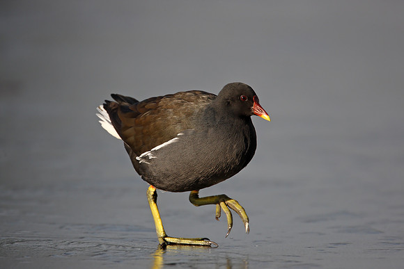Moorhen