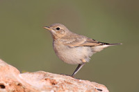 Isabelline Wheatear