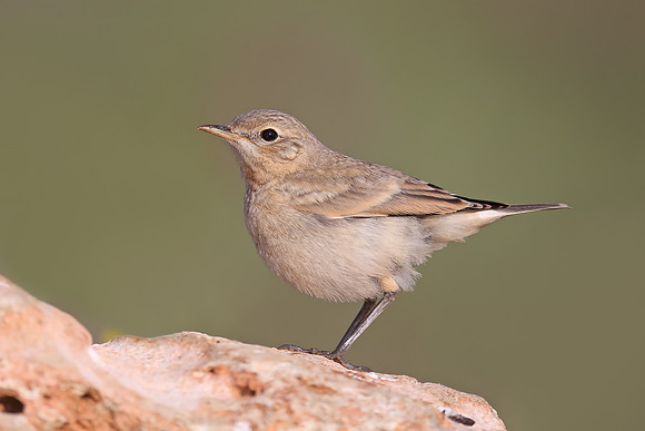 Isabelline Wheatear