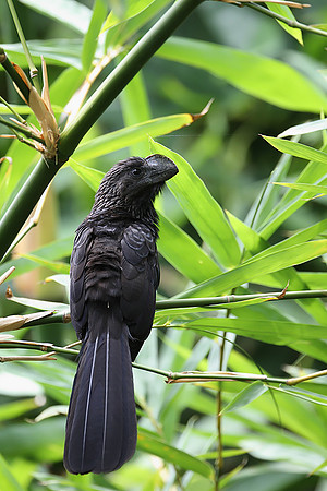 Smooth-billed Ani