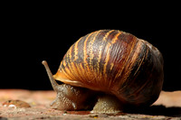 Snail