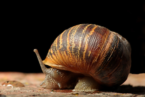 Snail