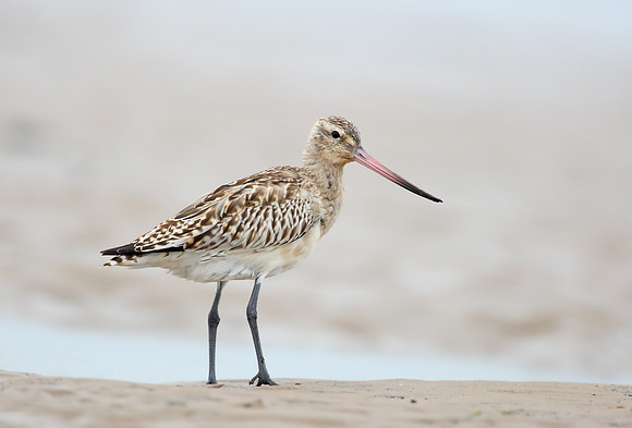 Bar-tailed Godwit