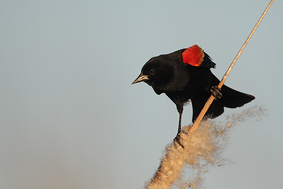 Red-winged Blackbird