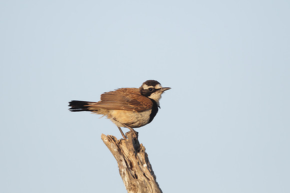 Capped Wheatear