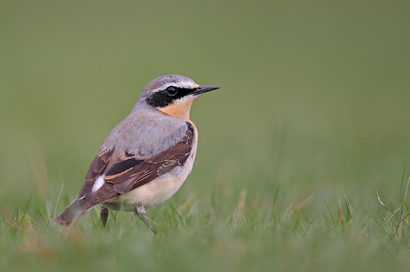 Northern Wheatear