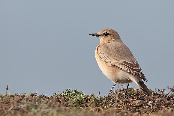 Isabelline Wheatear