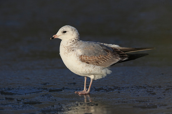 Common Gull