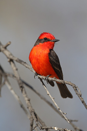 Vermilion Flycatcher